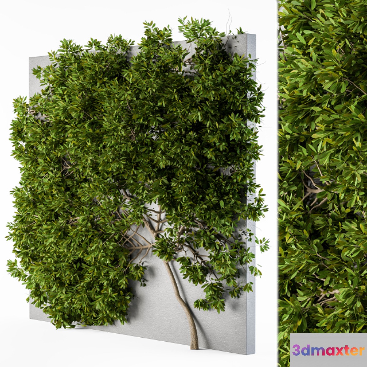 Ivy wall plants 02
