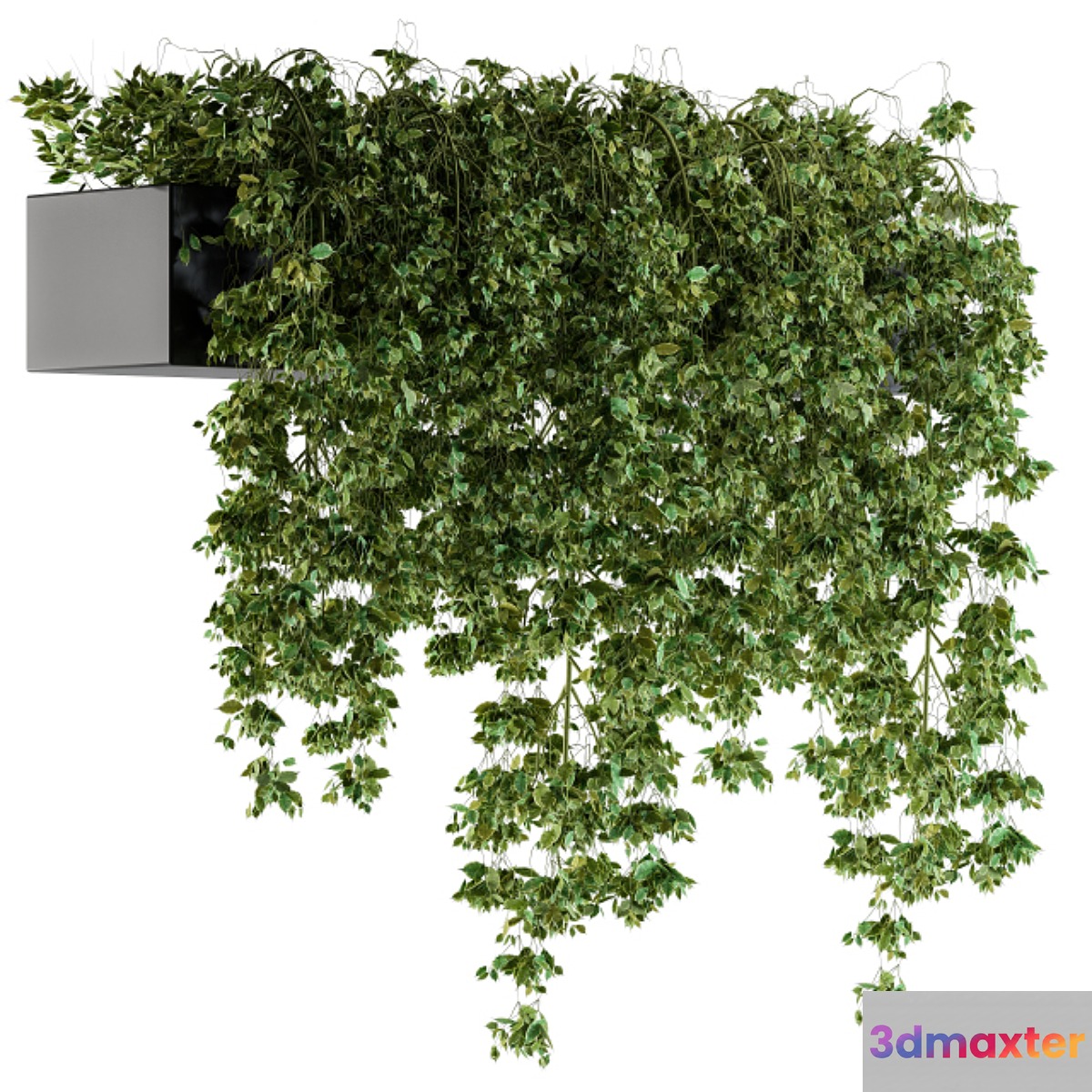 Hanging ivy Plants in Pot - No.3
