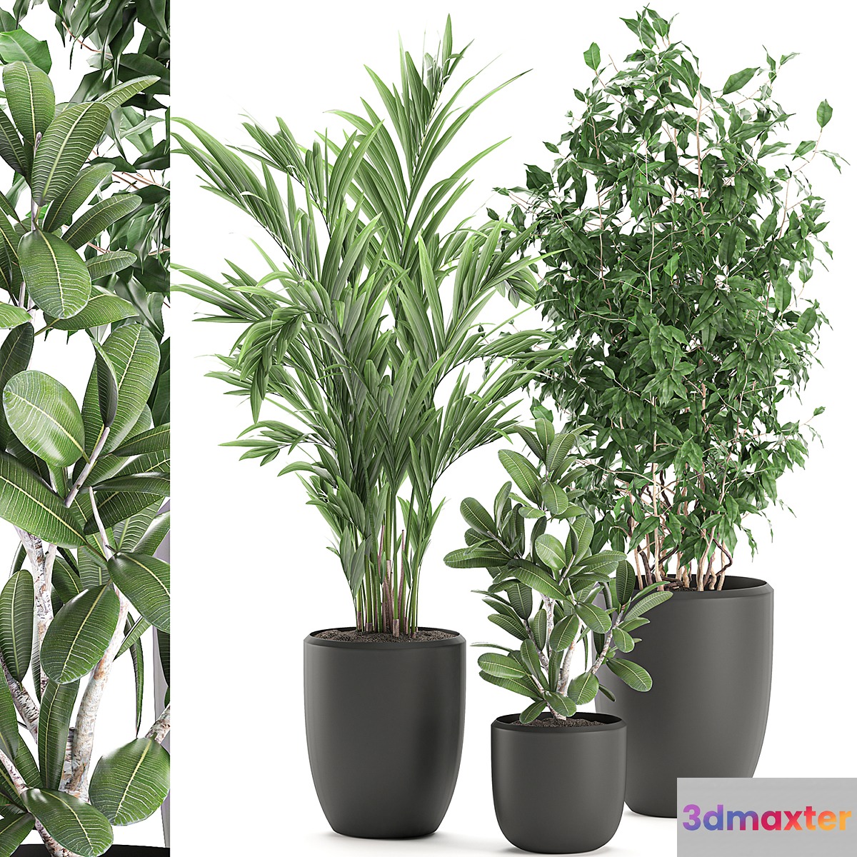 Collection of plants in black pots with Ficus benjamin palm hovea neanta. Set 567.