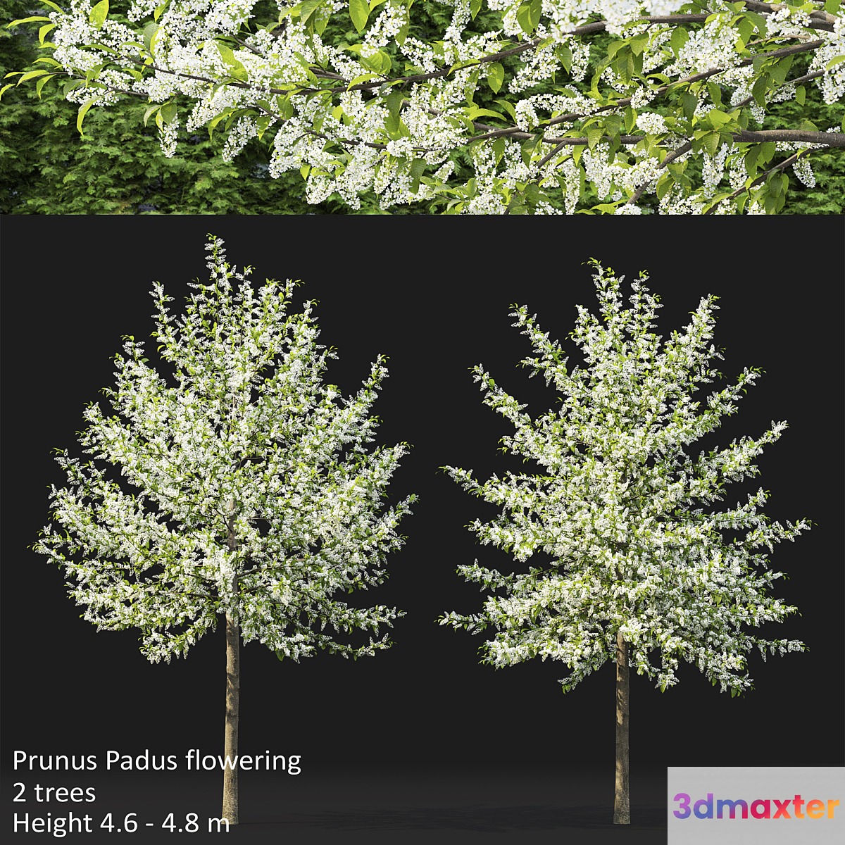 Bird cherry | Prunus Padus flowering # 3 - No.3