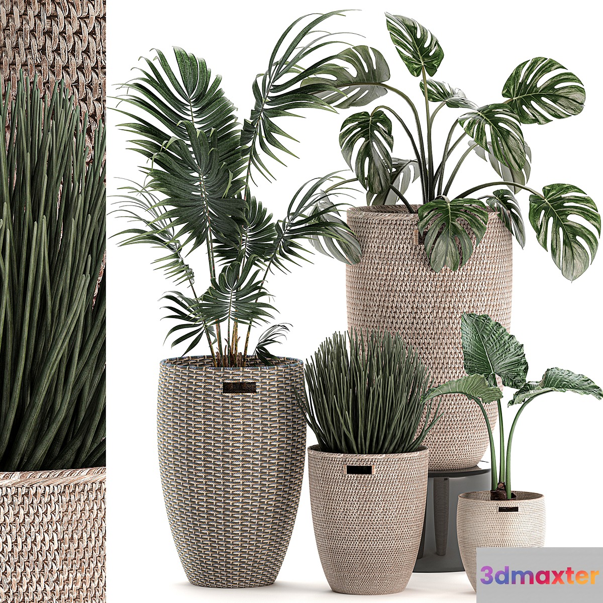 Collection of small plants in decorative baskets pots with Monstera Howea  alokasia palm. Set 570. - No.3
