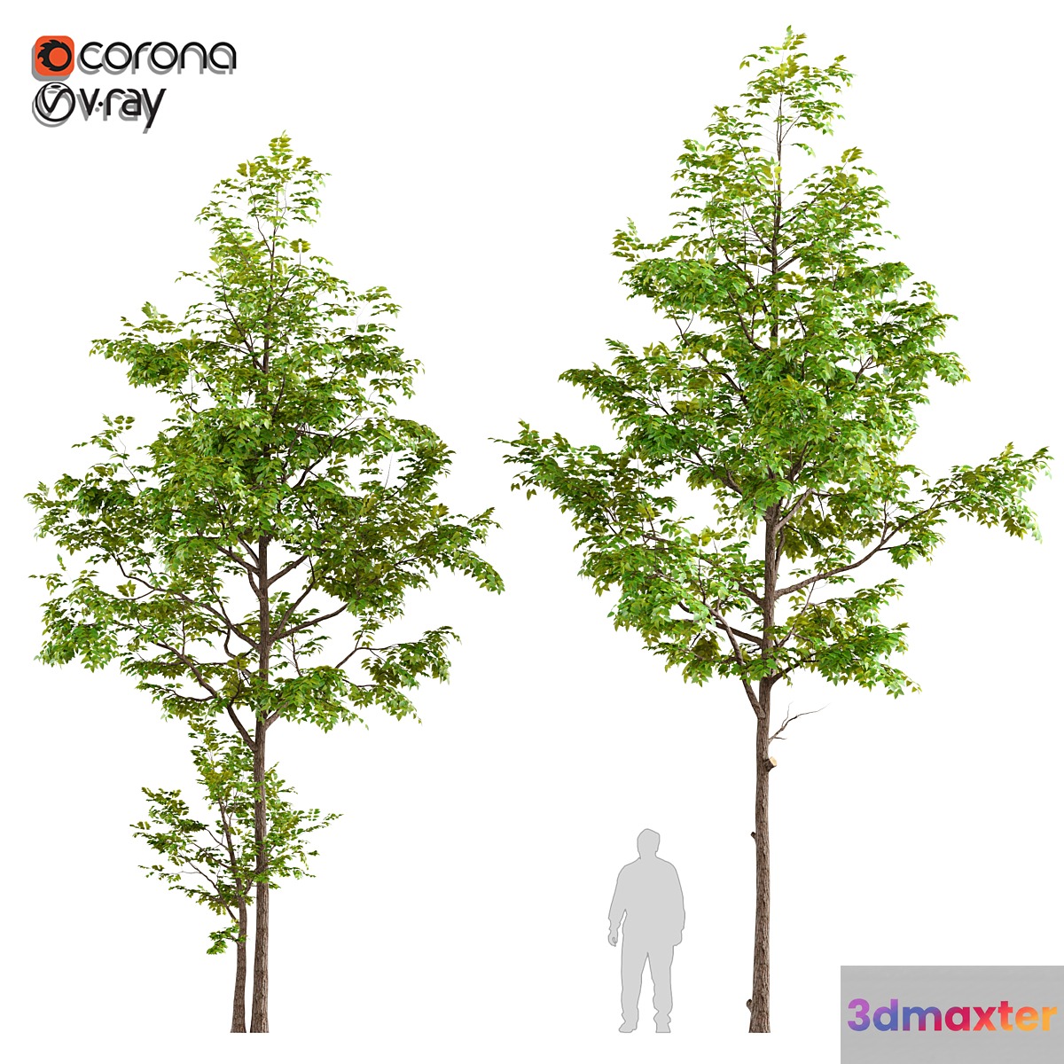 Two ash tree - No.2