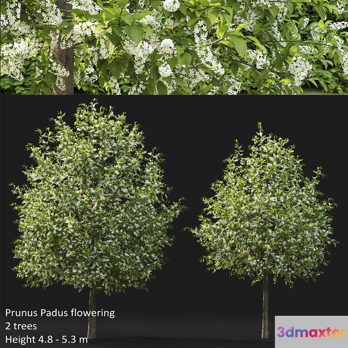 Bird cherry | Prunus Padus flowering # 4 - No.3