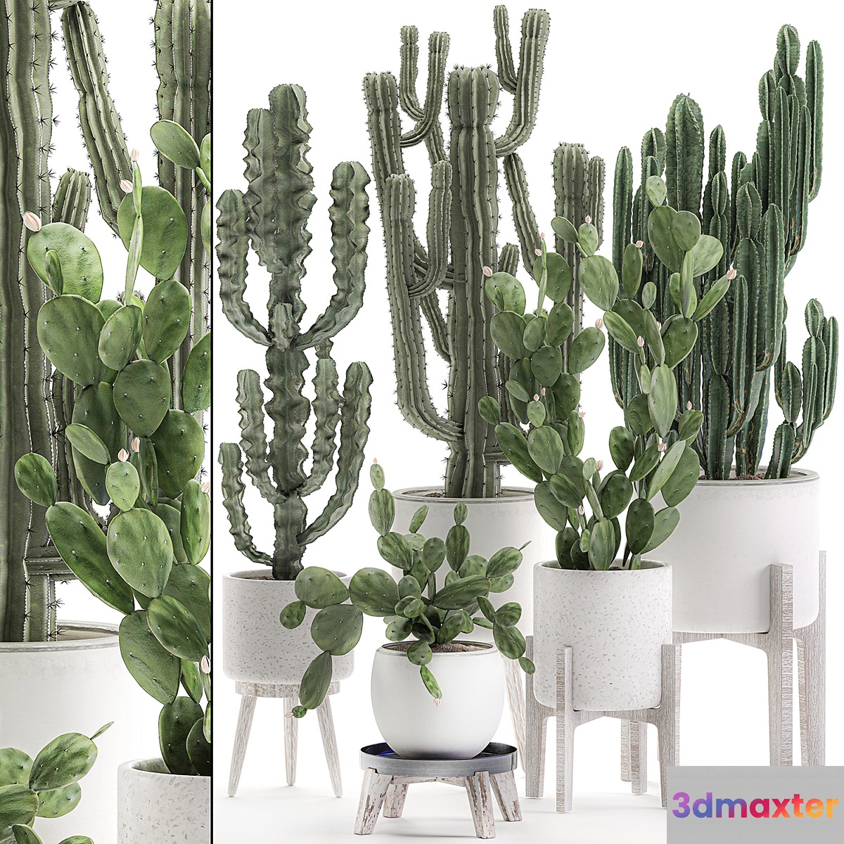 Collection of cacti in white pots Prickly pear cereus Carnegie Milkweed indoor desert plants Prickly pear. Set 571.