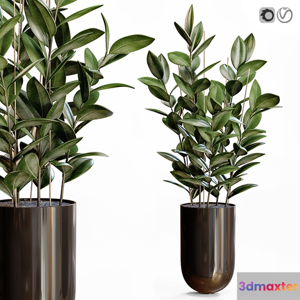 Rubber plant 3D Max