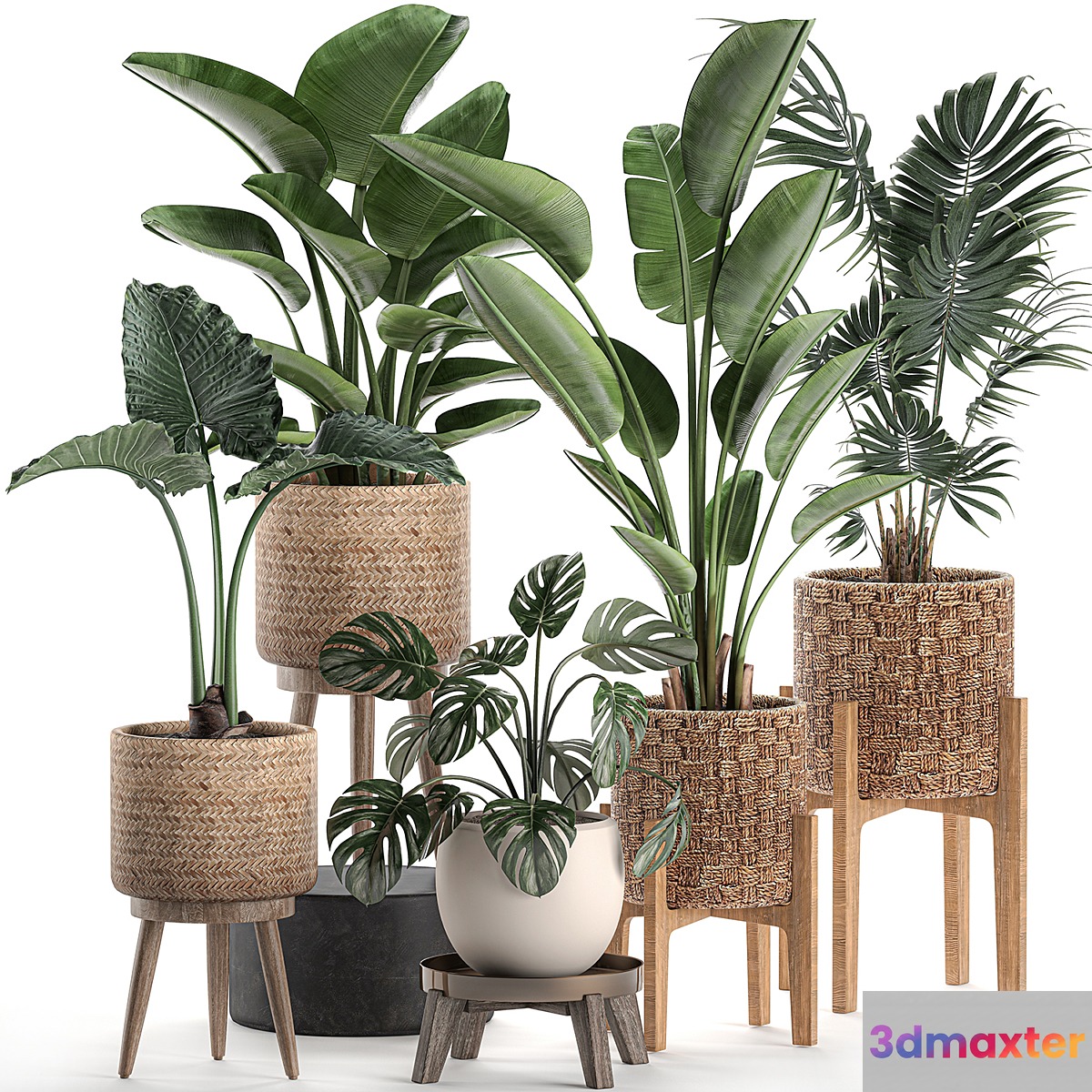 Collection of plants in rattan baskets on legs with Banana palm strelitzia hovea monstera alokasia. Set 574. 3D Max
