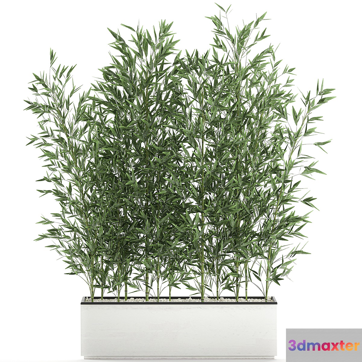 Lush thickets of bamboo bushes in a white pot pot bamboo. Set 579. 3D Max
