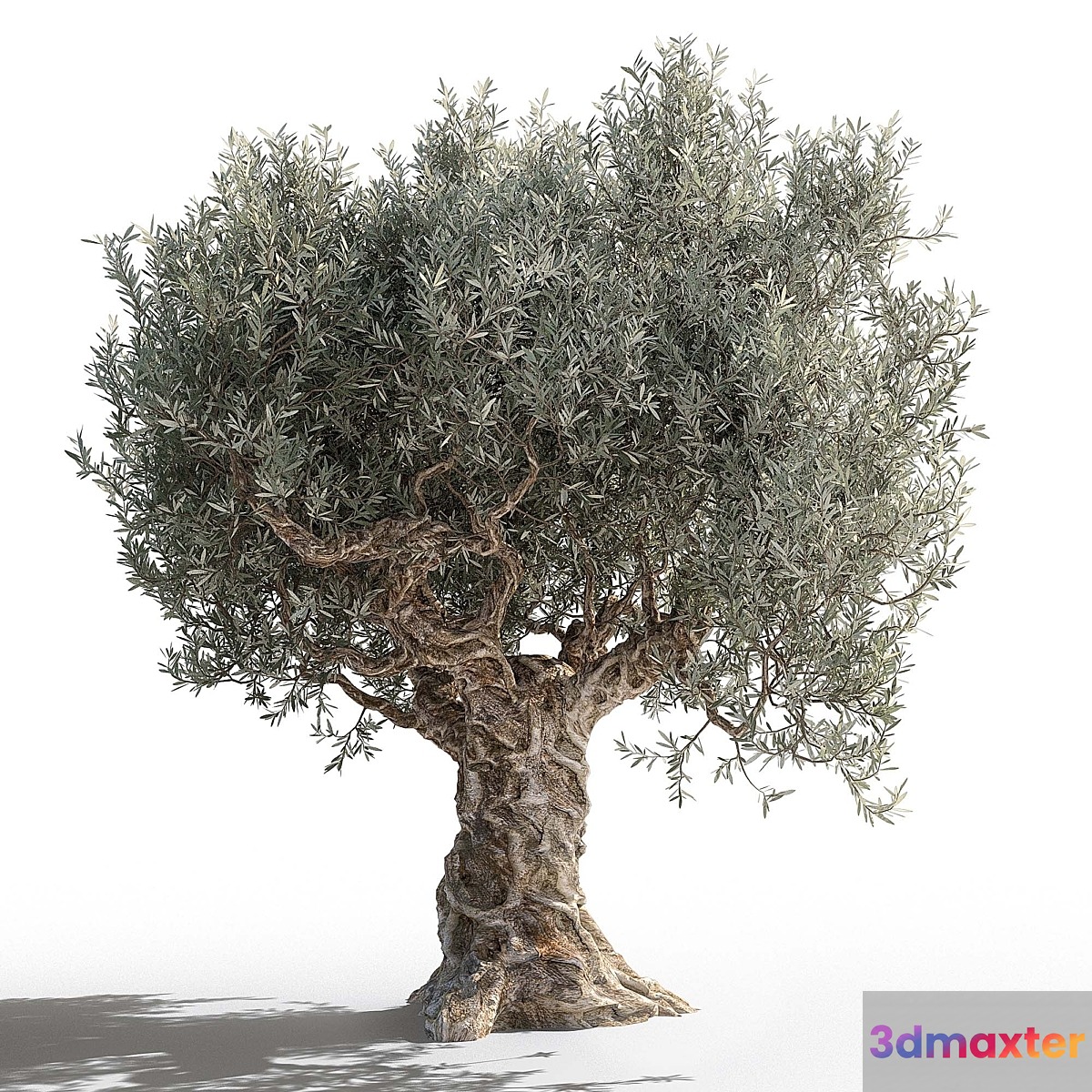 Olive tree 2 - No.2 3D Max