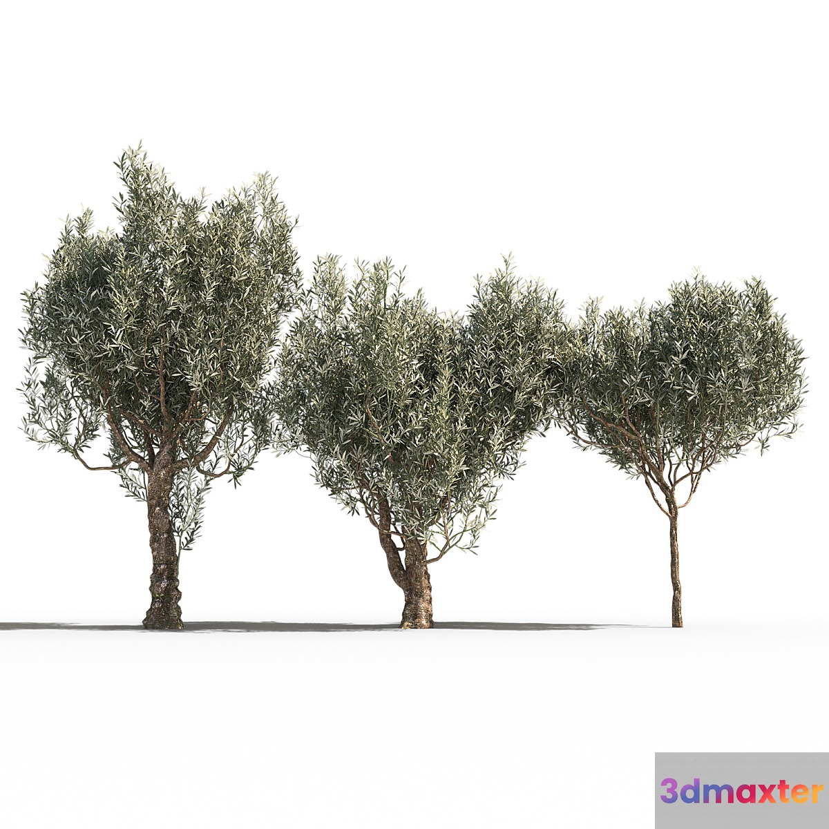 Olive Trees 3 (Olive Trees 3) - No.3