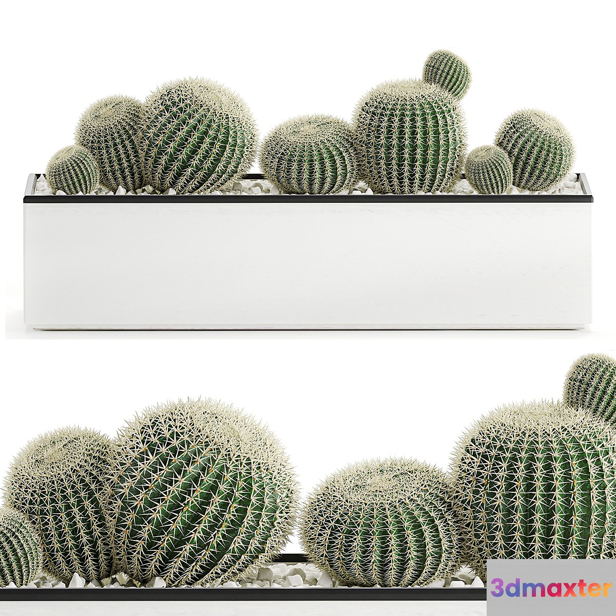 Collection of cacti in a white flowerpot flowerbed with echinocactus round cactus Barrel cactus. Set 583.