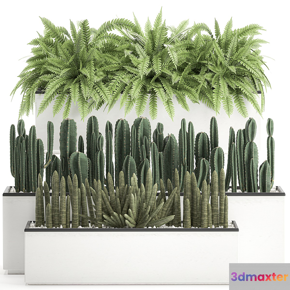 Collection of plants in outdoor white potted flower beds with bushes of fern Cereus Sansevieria cactus. Set 584.