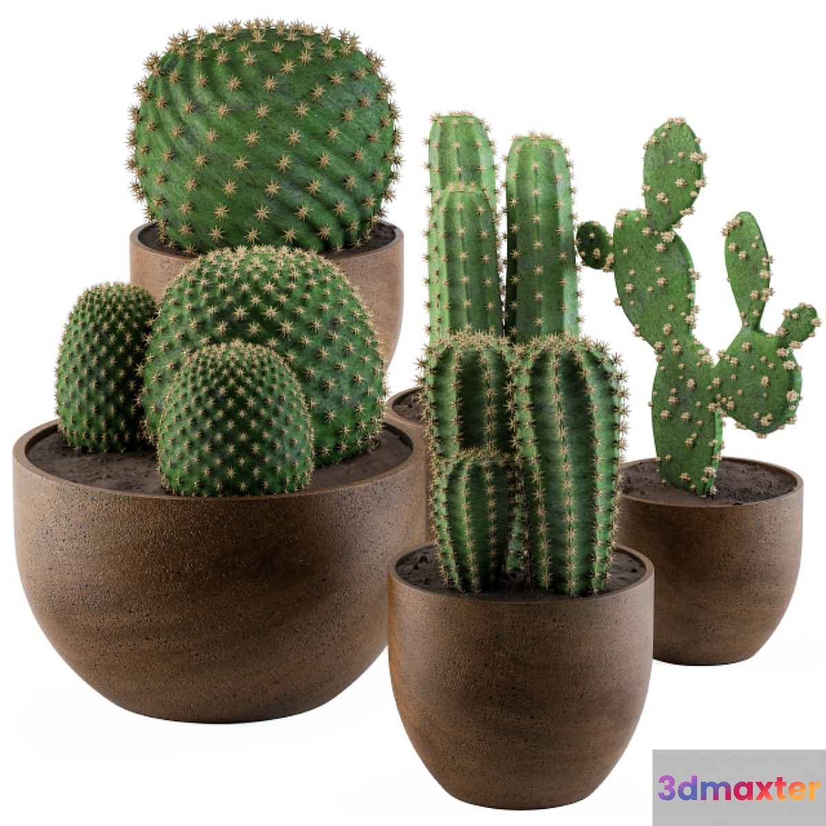 Cactus collection 02