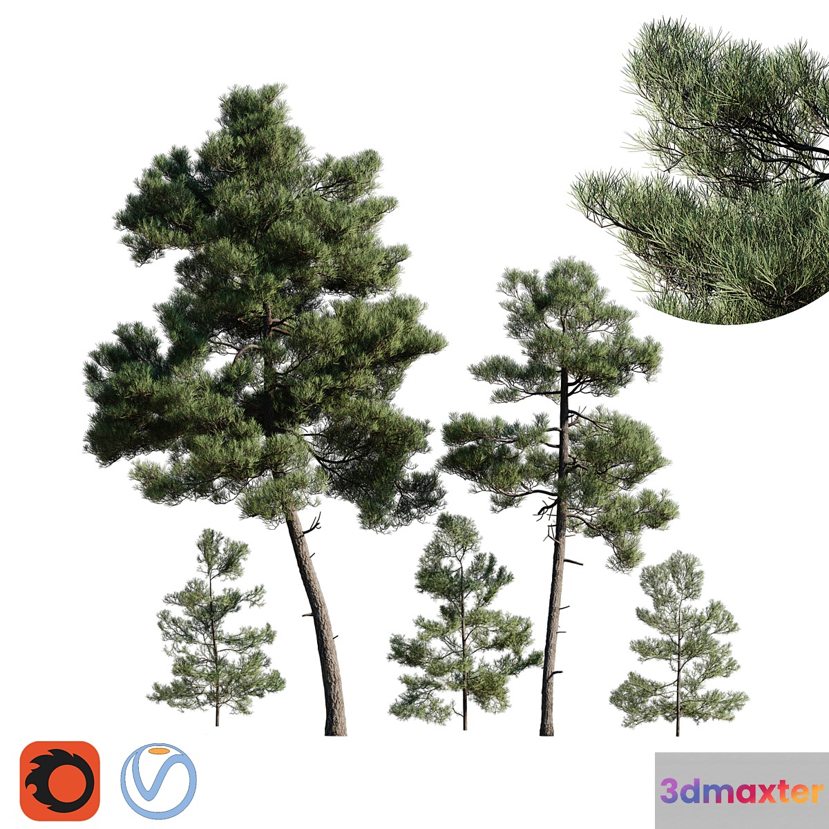 Turkish Pine (Calabrian) Pinus brutia Set - No.3