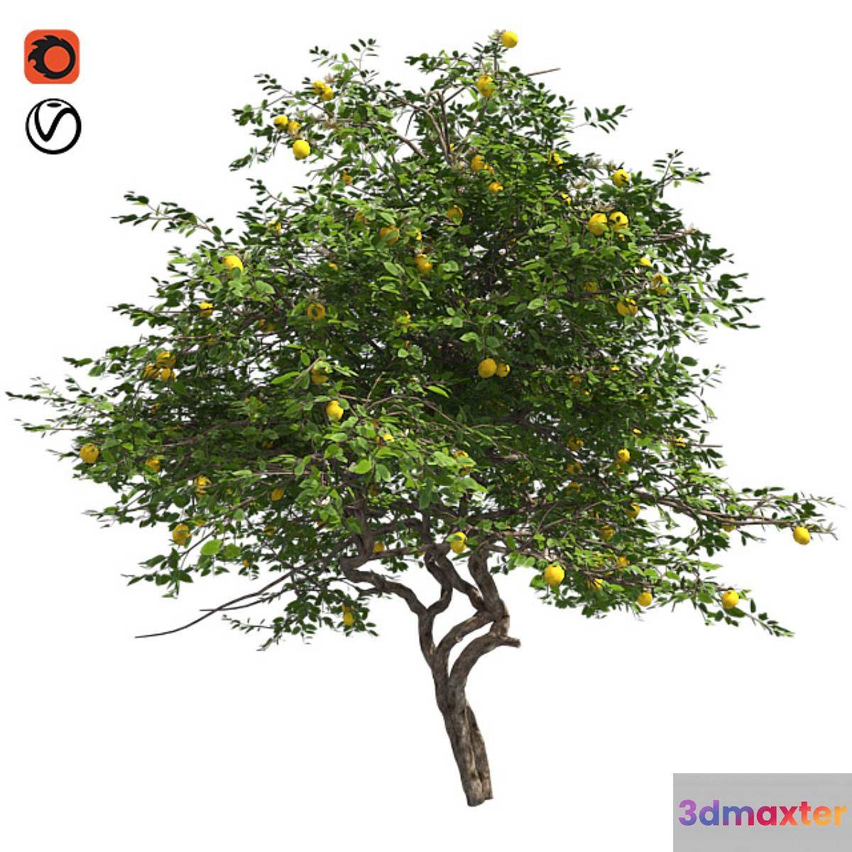 Lemon Tree with fruits and blossom - No.2