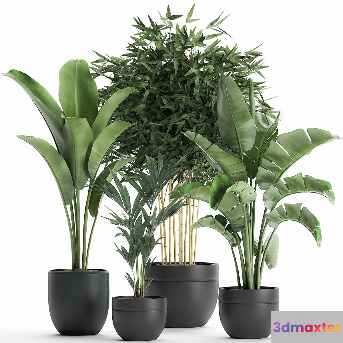 Collection of small plants in black pots with Banana palm bamboo bush strelitzia ravenala. Set 586. 3D Max