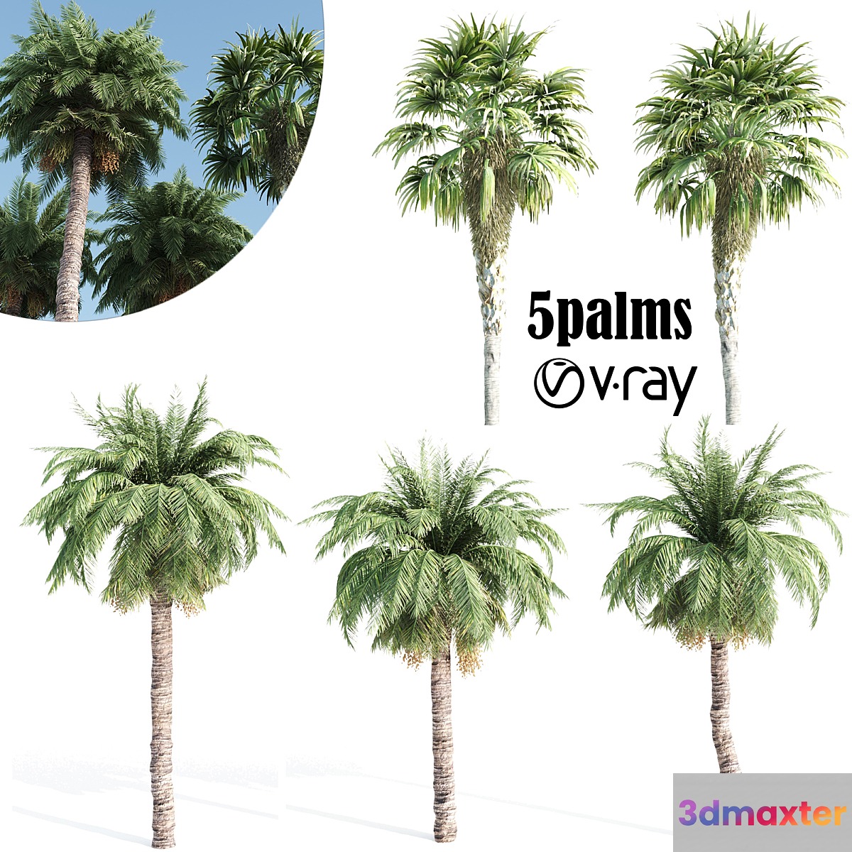palm tree- vray 3D Max