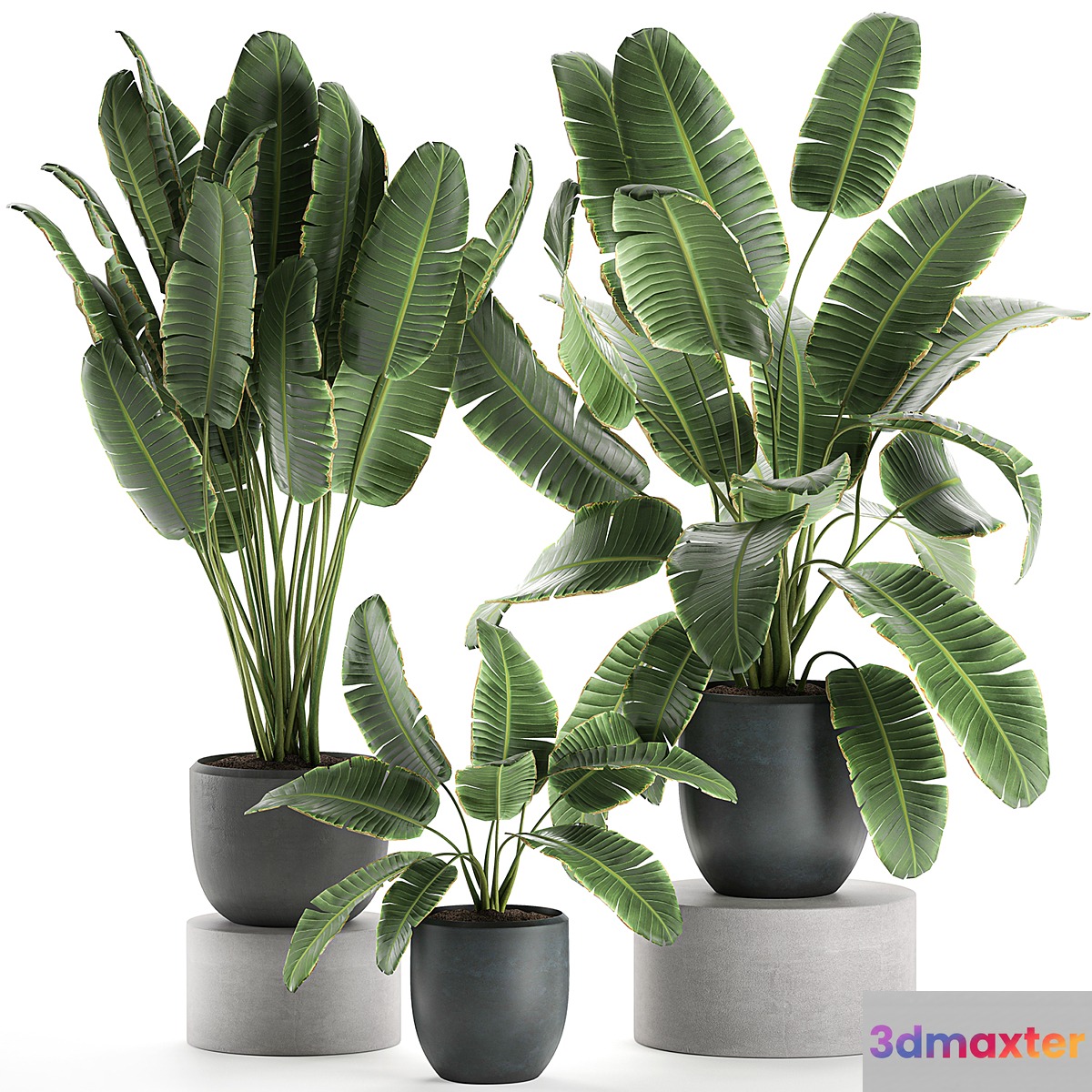 A collection of beautiful lush plants in black pots with strelitzia banana palm ravenala. Set 587.