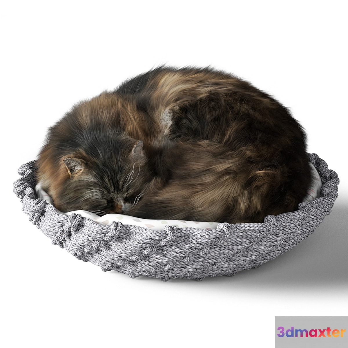 Cat with pillow
