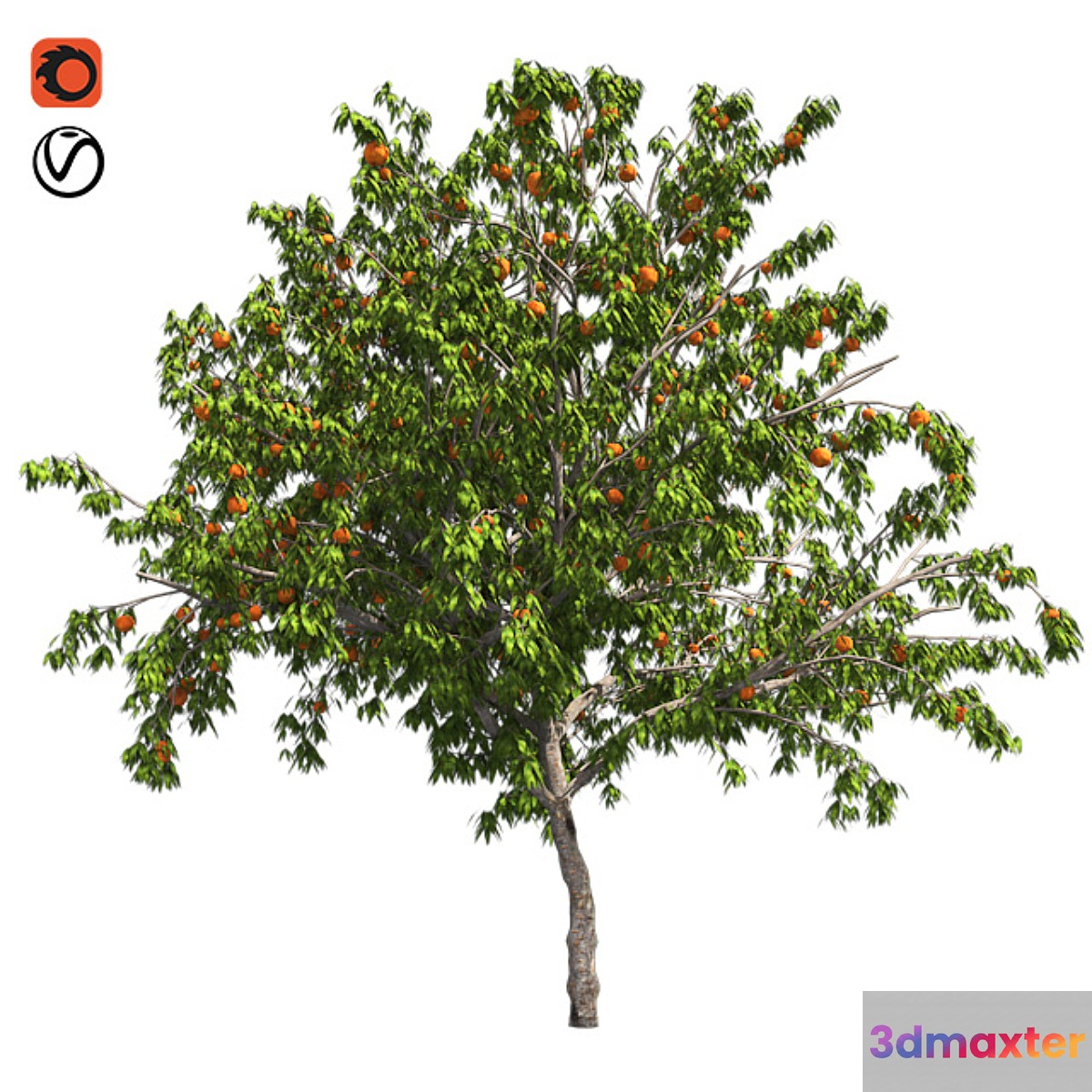 Peach tree with fruit - No.2