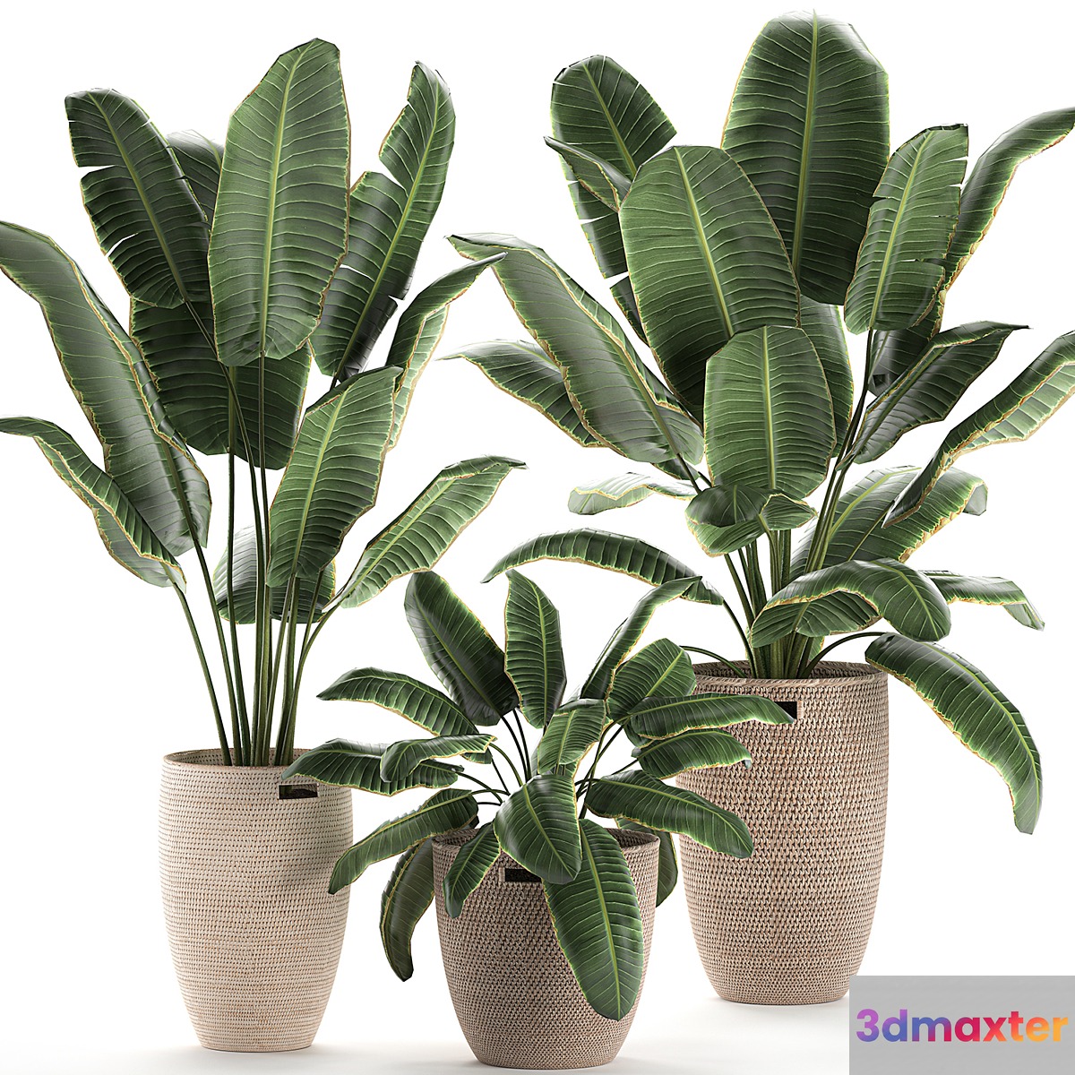 Collection of beautiful lush plants in baskets with strelitzia banana palm ravenala. Set 591. 3D Max