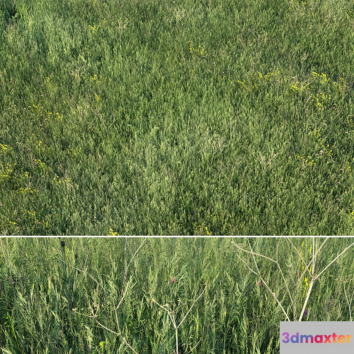 Grass field 01 3D Max