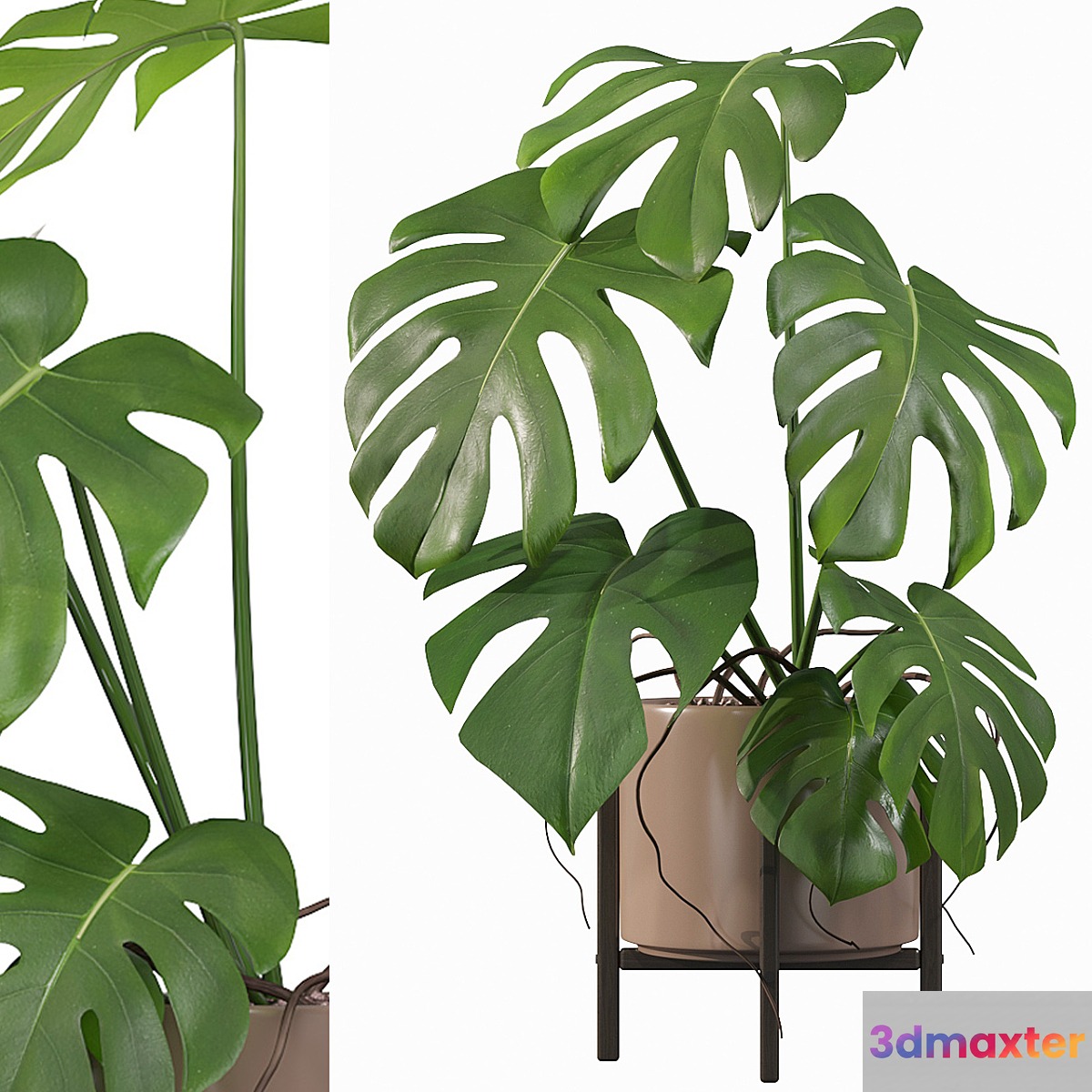 Plants collection 034 - Monstera 3D Max