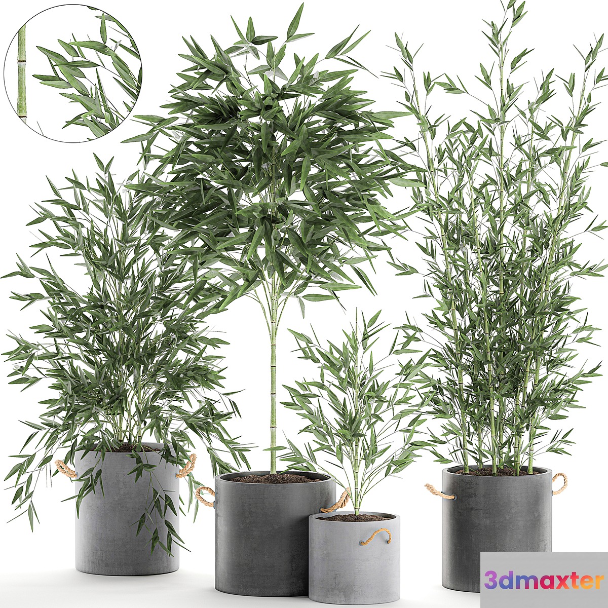 A collection of beautiful small lush bamboo bushes in concrete pots with bamboo handles. Set 596.
