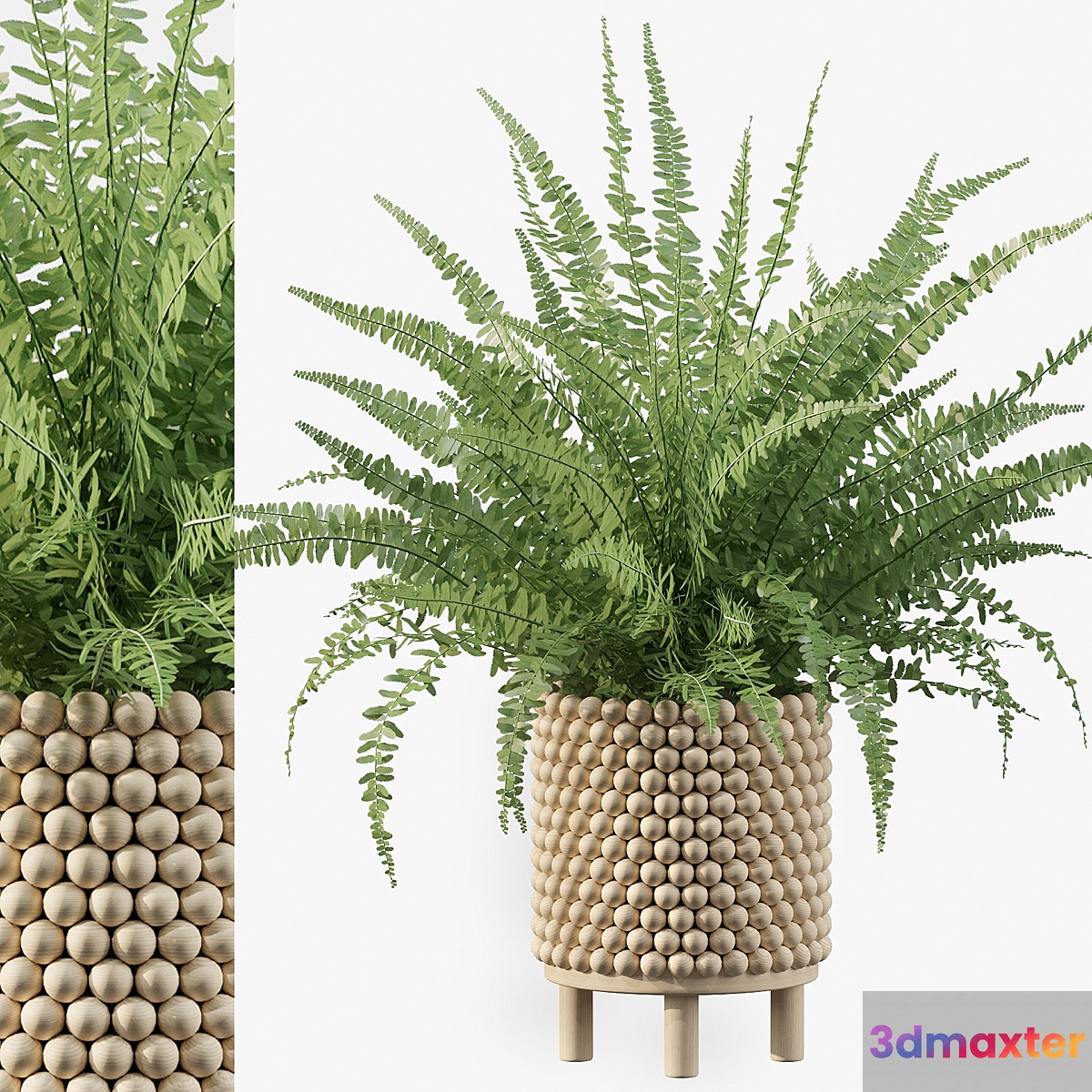 Plants collection 035 - Fern 03 3D Max
