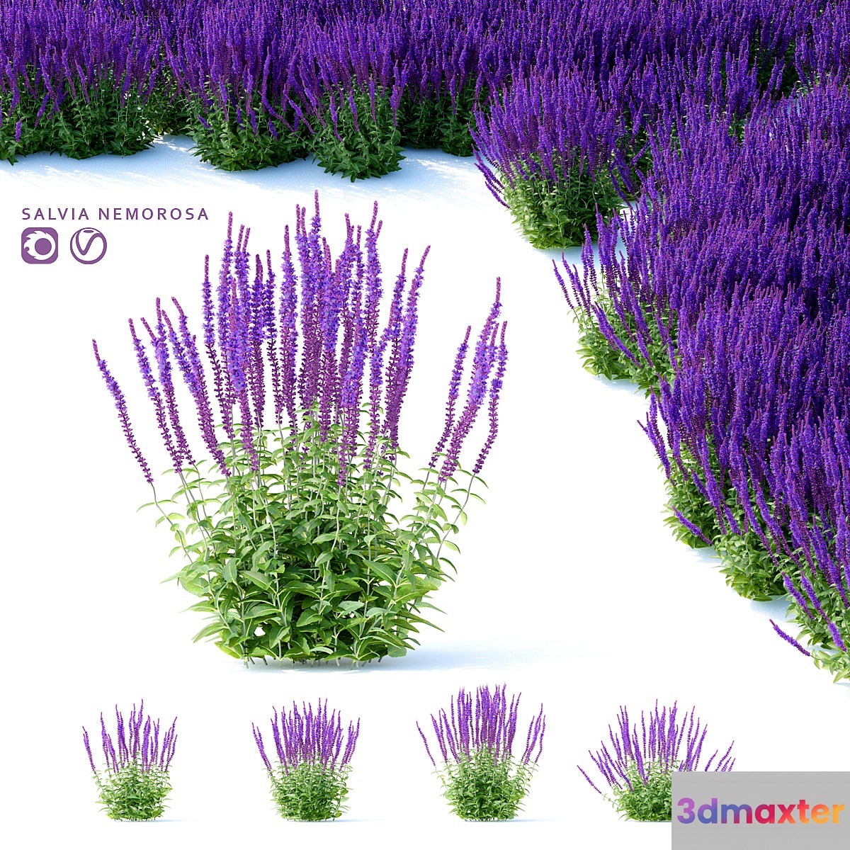Sage Oak Flowers | Salvia nemorosa 3D Max