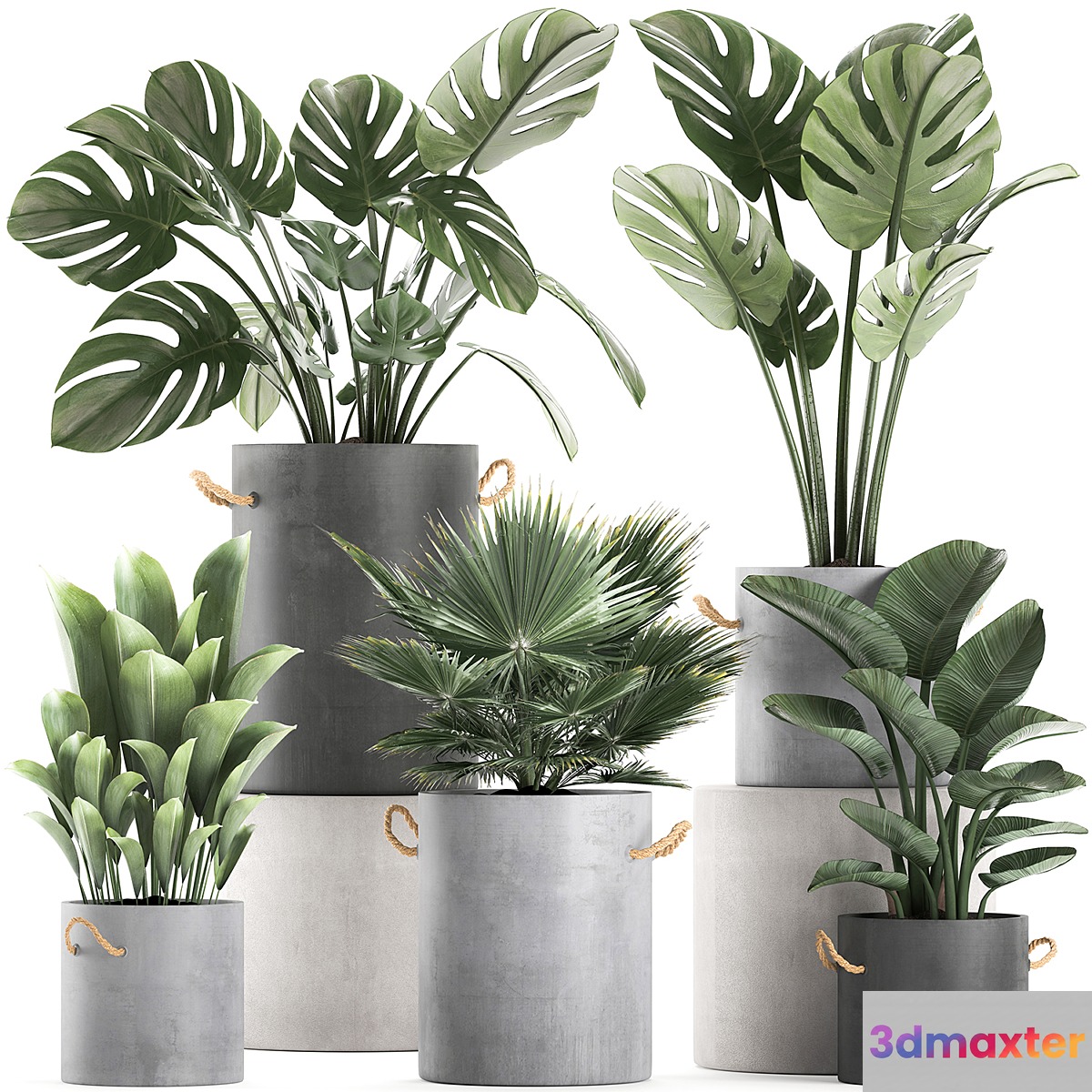 A collection of beautiful small plants in concrete pots with Monster handles strelitzia fan palm. Set 603. 3D Max
