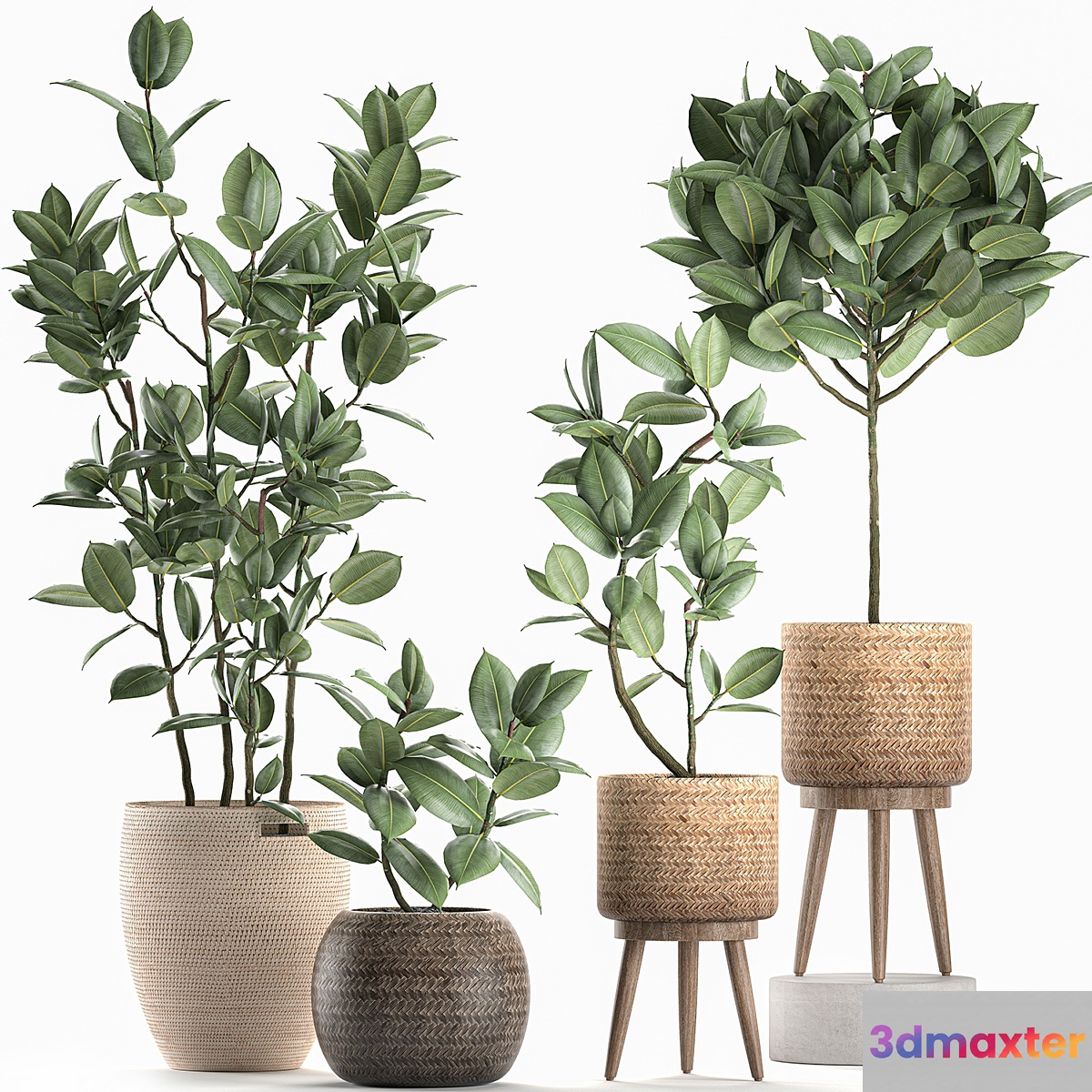 Collection of small ornamental trees in rattan baskets on legs with ficus elastic. Set 606. - No.2