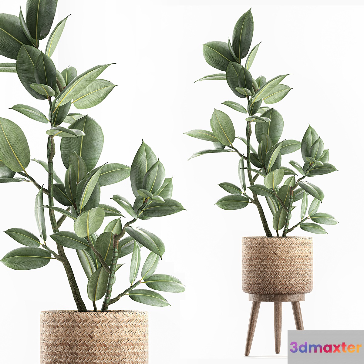 A beautiful little tree indoor ficus elastic in a basket rattan on legs. Set 607. - No.2 3D Max