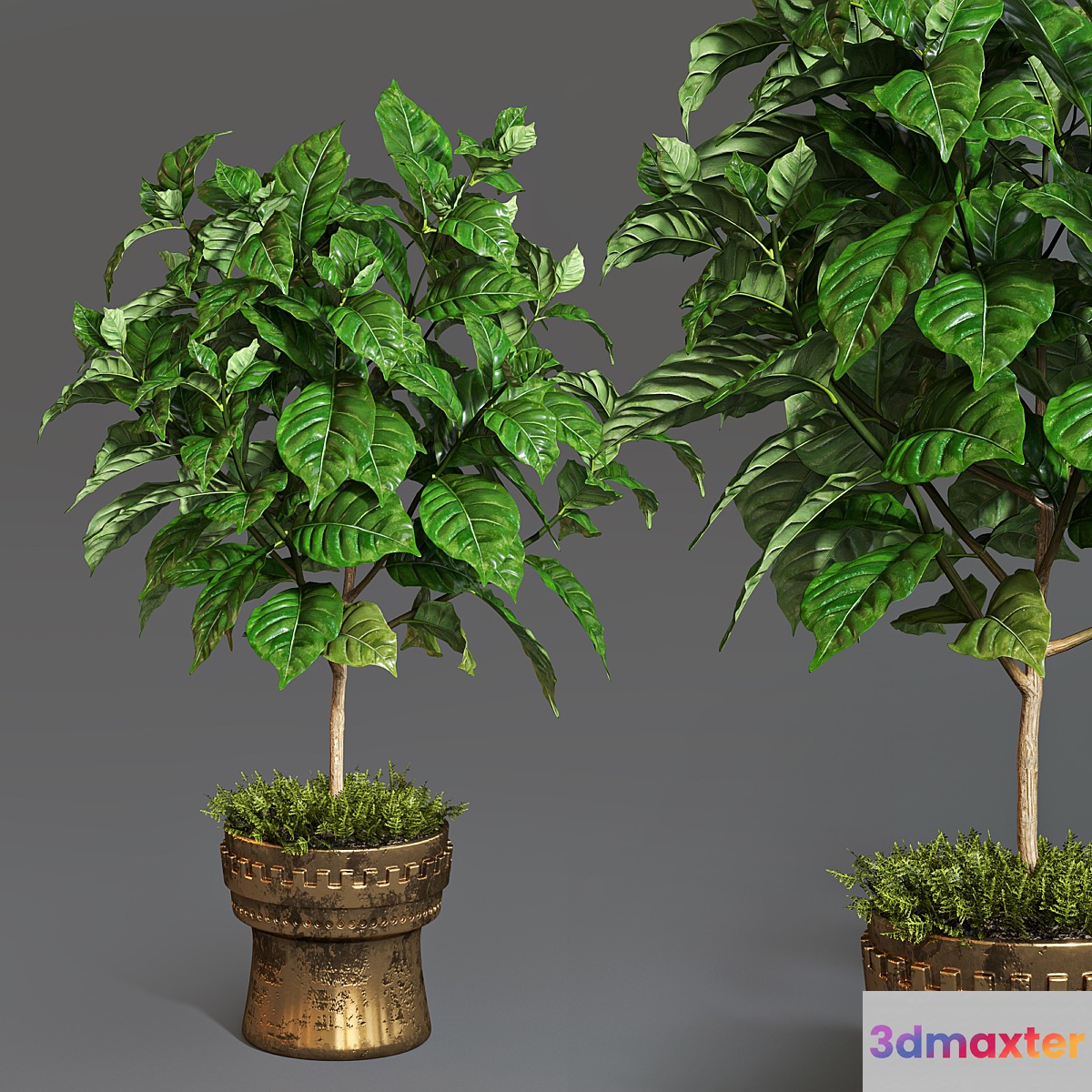 Coffee tree