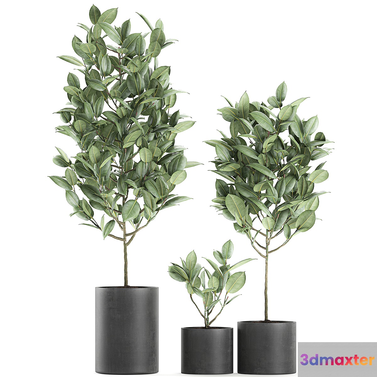A collection of small ornamental trees in concrete black pots with ficus elastic handles. Set 609.