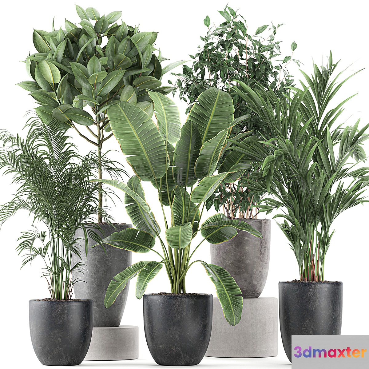 Collection of indoor plants Banana palm ficus tree in black pots for the interior. Set 610. 3D Max
