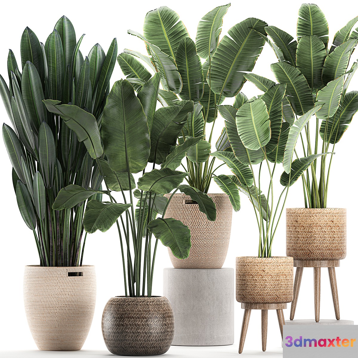 Collection of banana palms in wicker baskets rattan with Banana strelitzia ravenala. Set 615. 3D Max