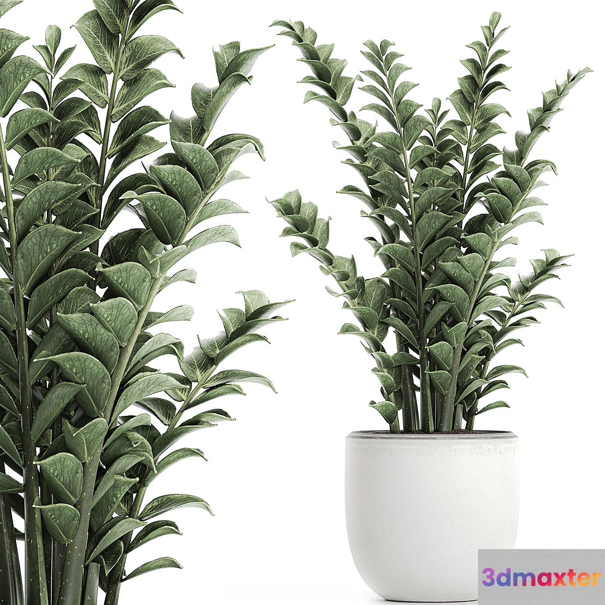 Beautiful small decorative flower in a white pot Zamiokulkas. Set 616. - No.3