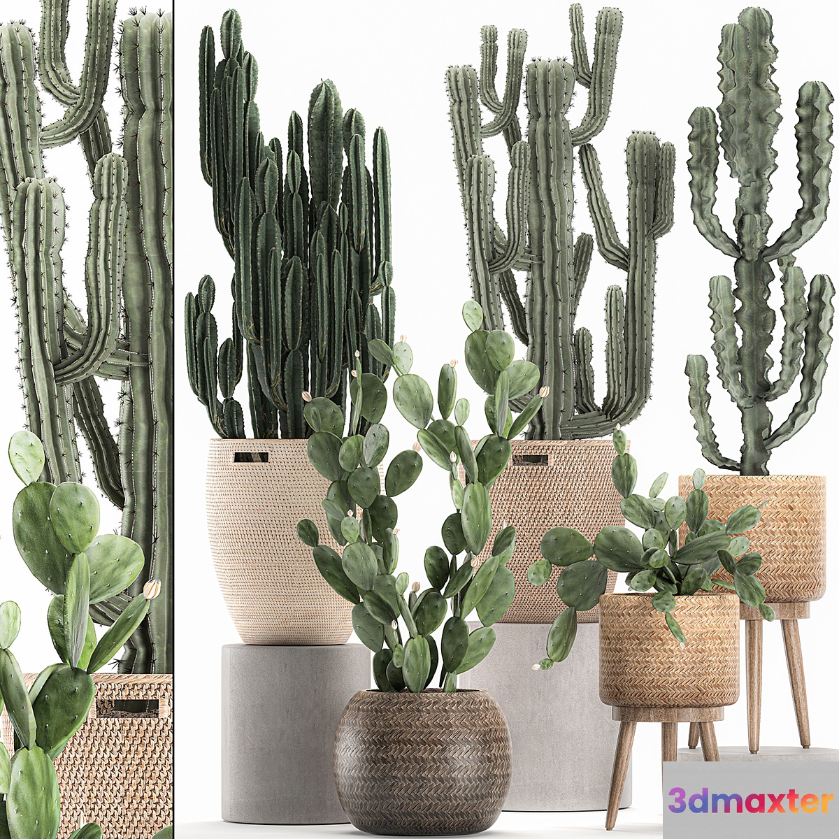 A collection of small cacti in beautiful woven rattan baskets with Prickly pear Carnegie Cereus desert plants. Set 617. - No.2