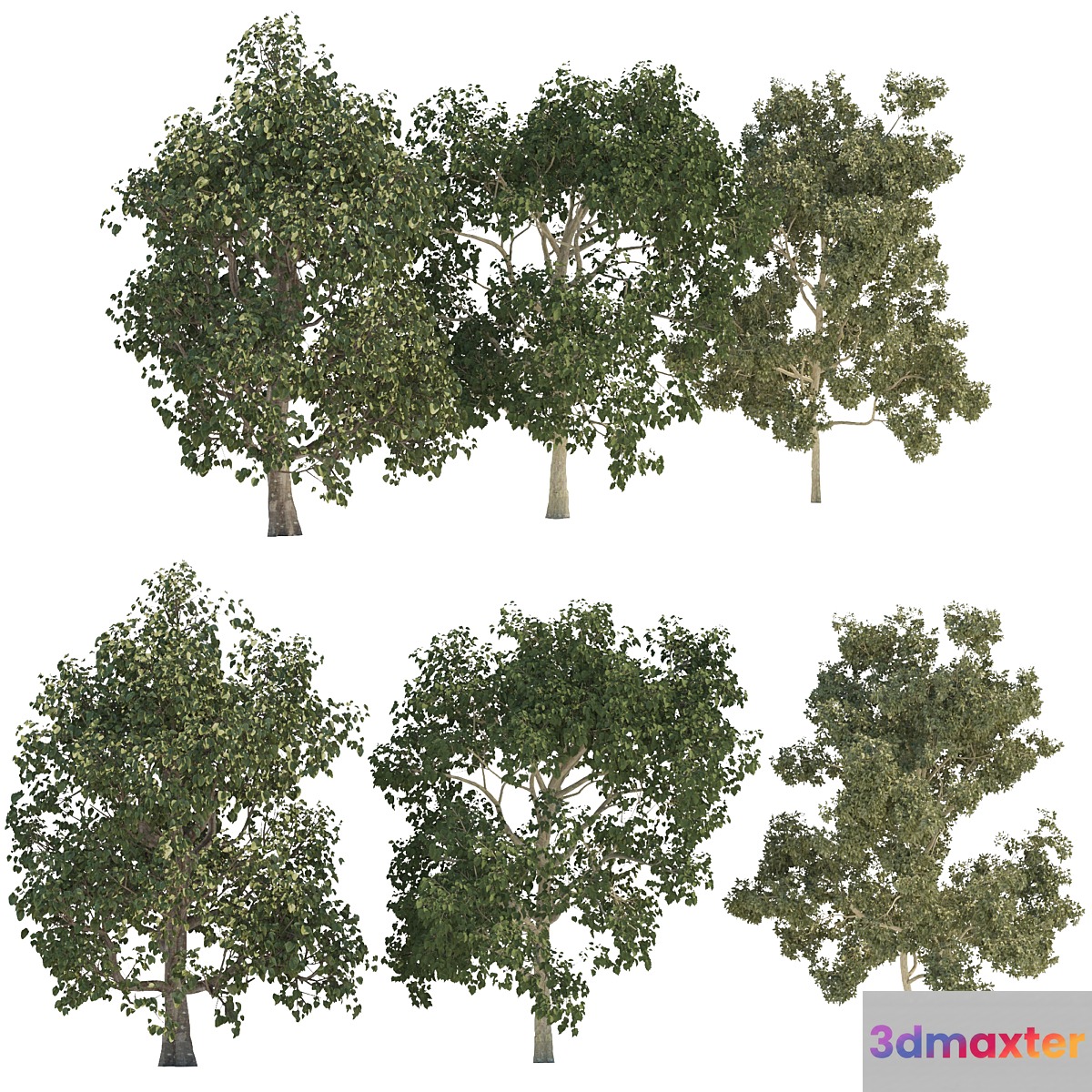 Three trees
