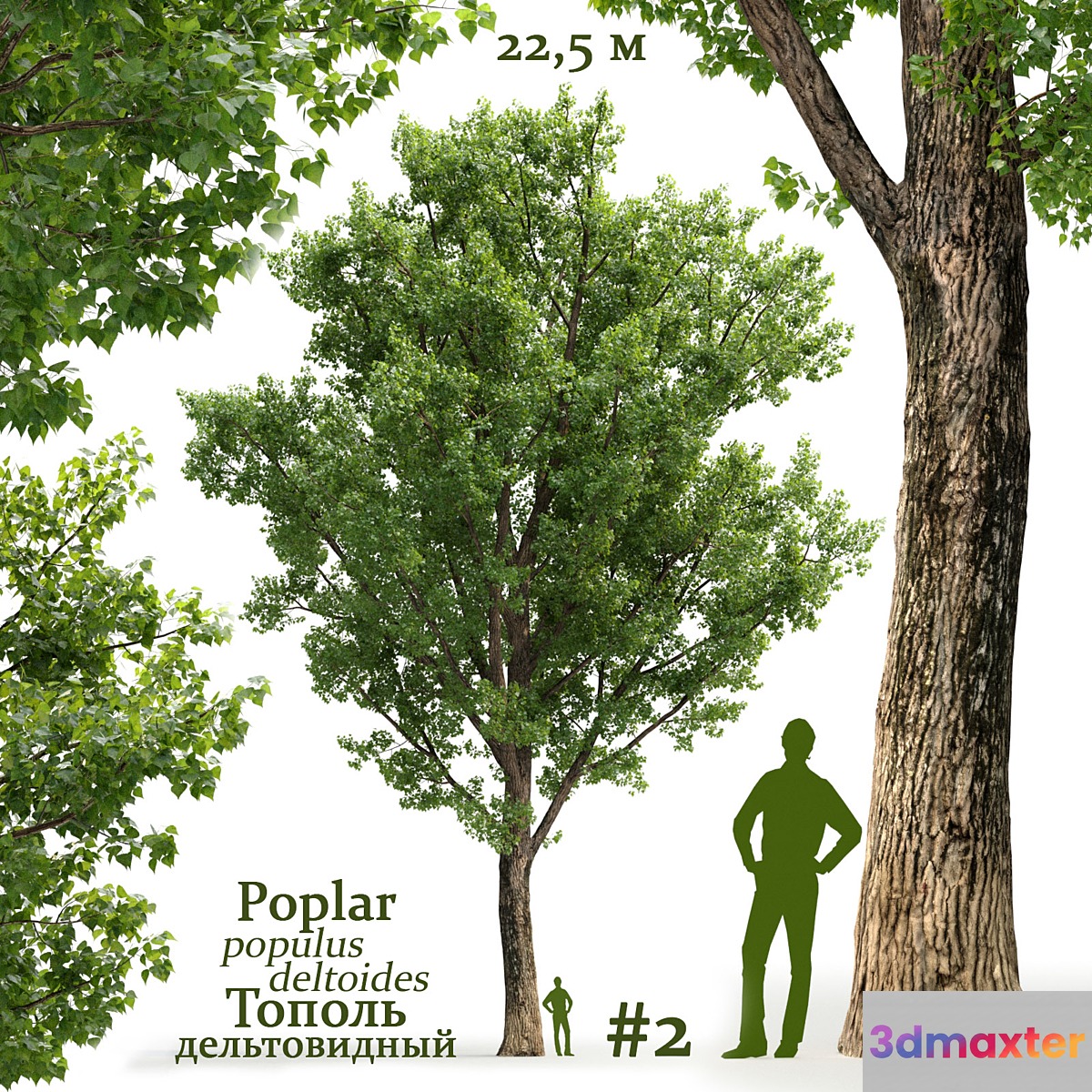 Poplar _ Populus deltoides #2 - No.3