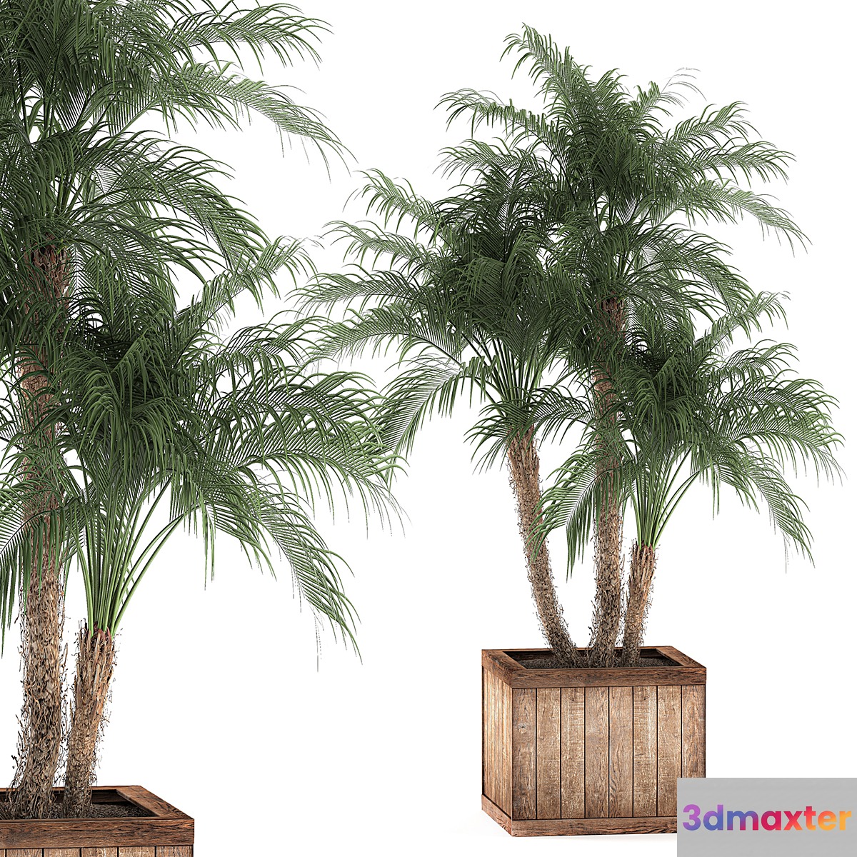 A beautiful lush small decorative palm tree in a box with a Robelin date palm thickets. Set 621. 3D Max