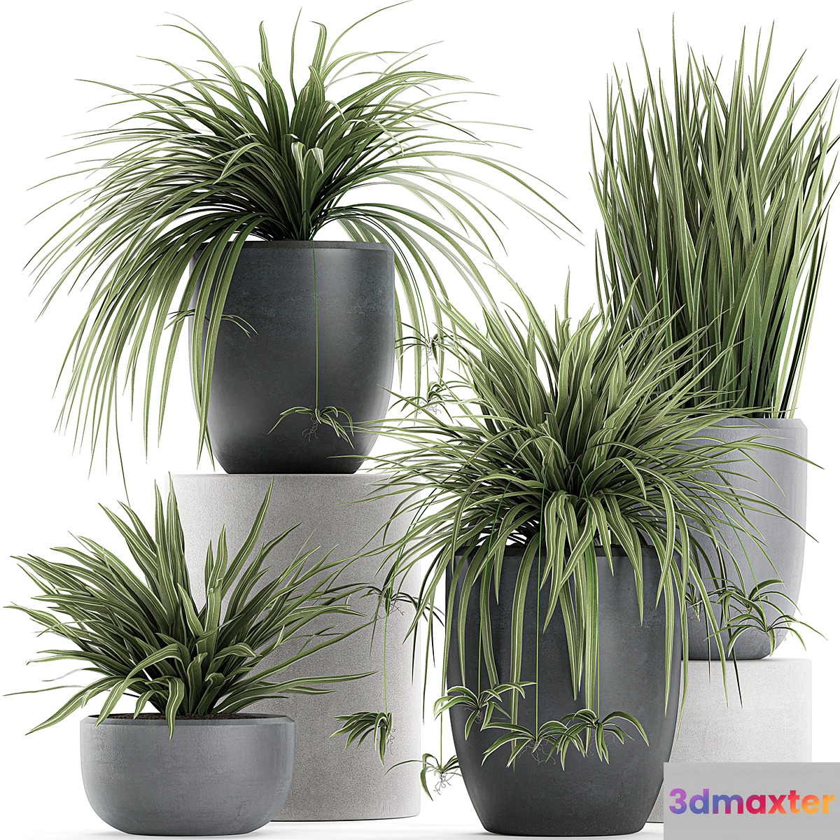 A collection of small bushes of indoor plants in black pots with Chlorophytum. Set 625.