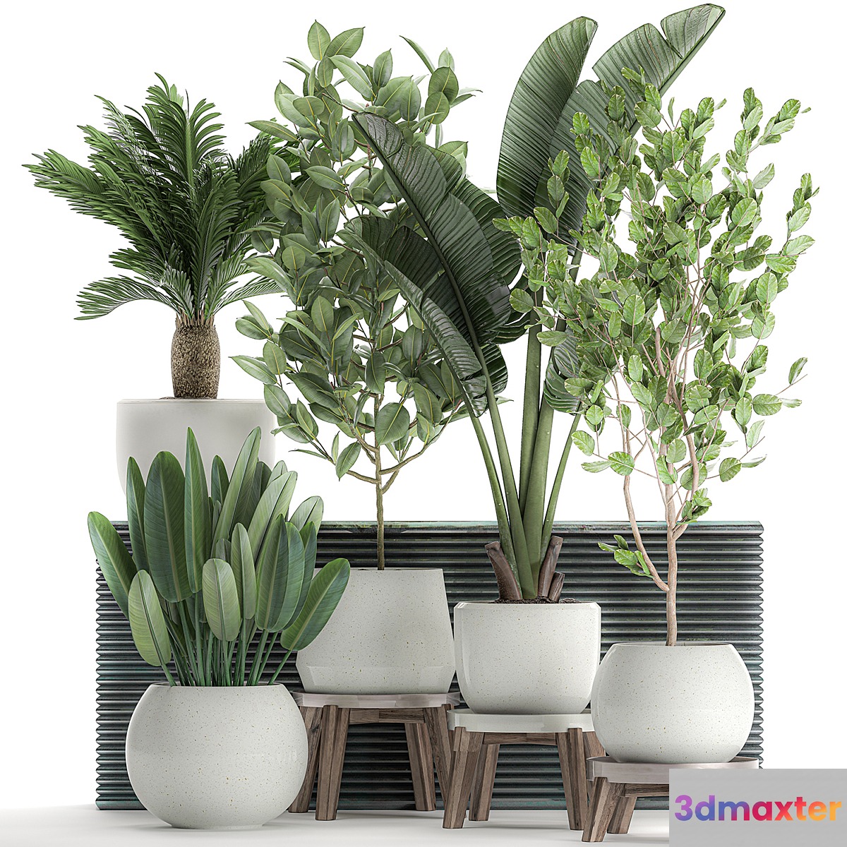 Collection of plants in white pots with a tree Strelitzia Cicada banana palm ficus. Set 626.