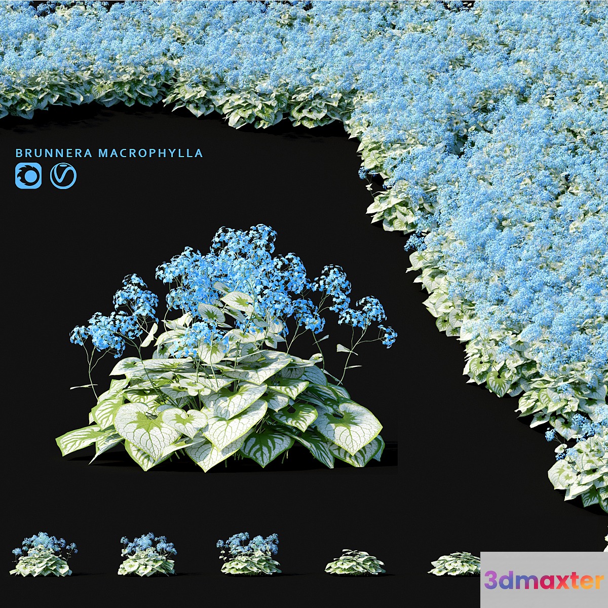 Brunner large-leaved flowers | Brunnera macrophylla 3D Max
