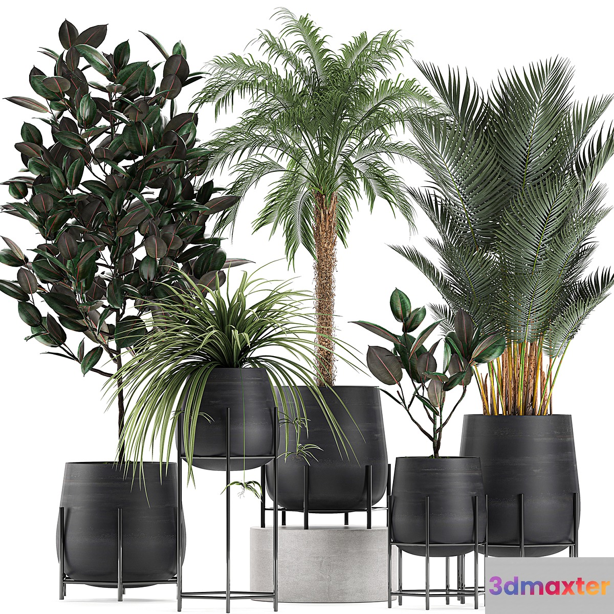 Collection of small plants in black pots on legs with Date palm ficus Chlorophytum Abidjan. Set 627. - No.2
