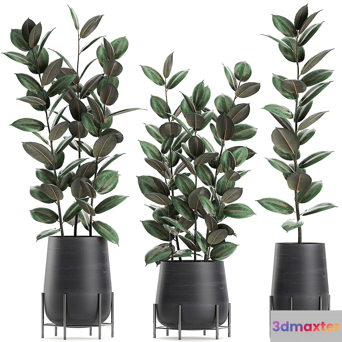 Collection of small bushes of ficus trees in black pots on legs with ficus abidjan elastic. Set 628. 3D Max