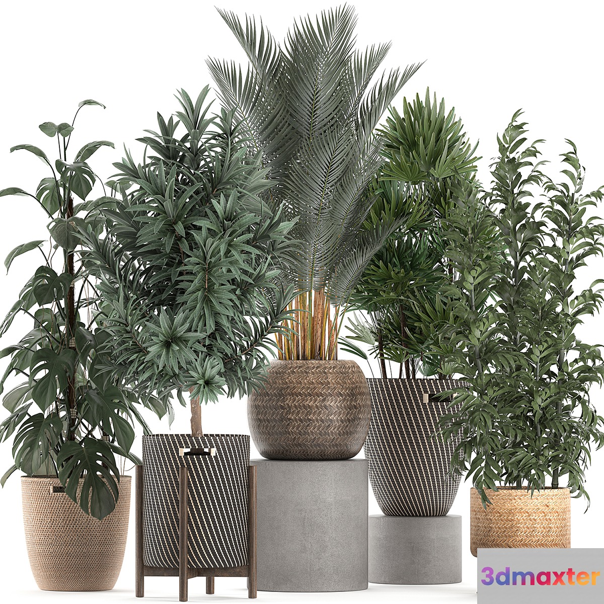 Collection of plants in flower wicker baskets with Monstera bamboo bush palm Raphis Palm Dracaena. Set 632.