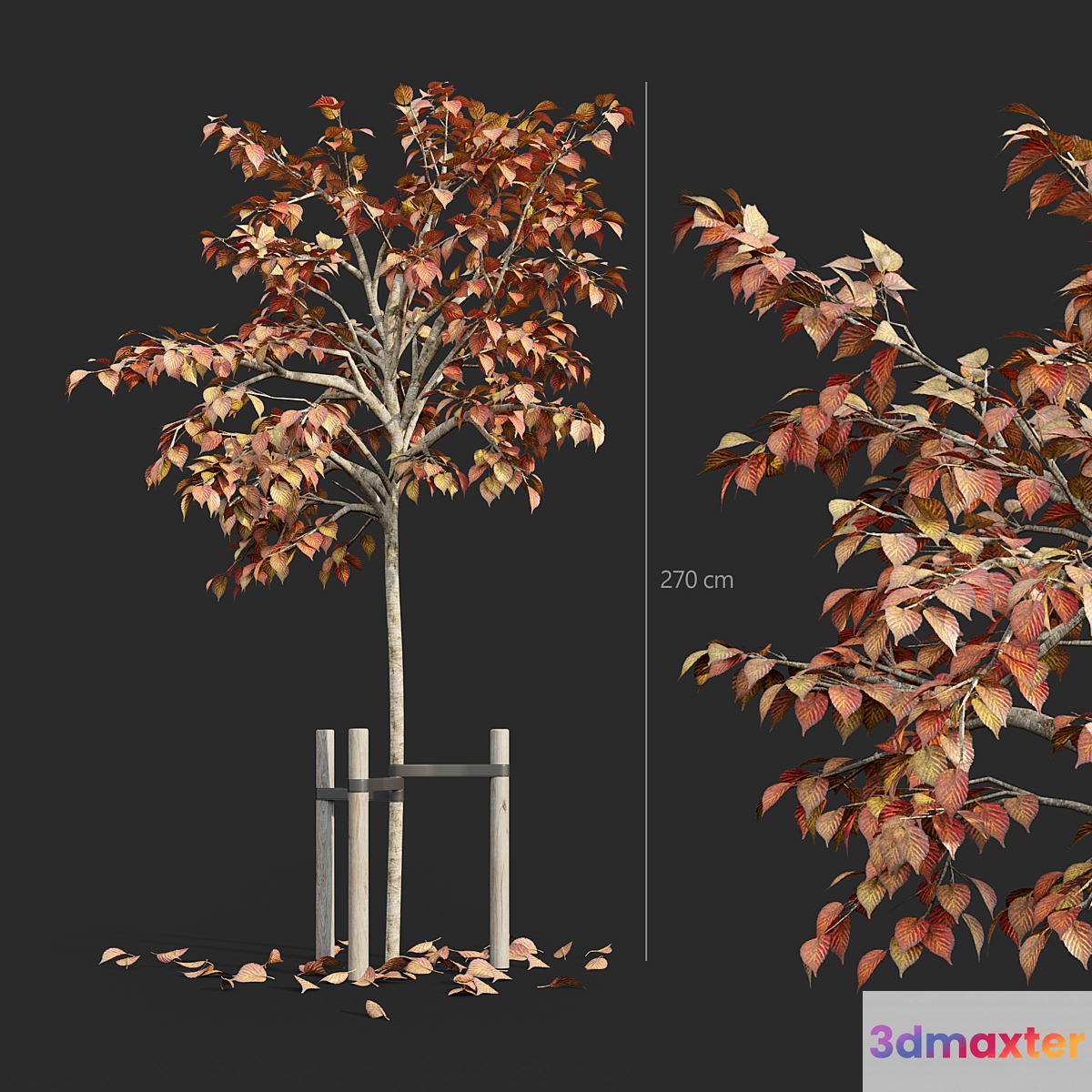 Tree with stake 01