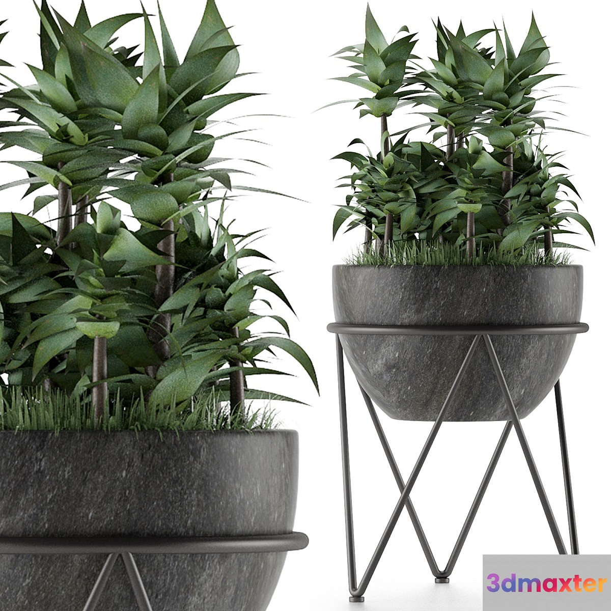 House Plant 21 - No.2 3D Max
