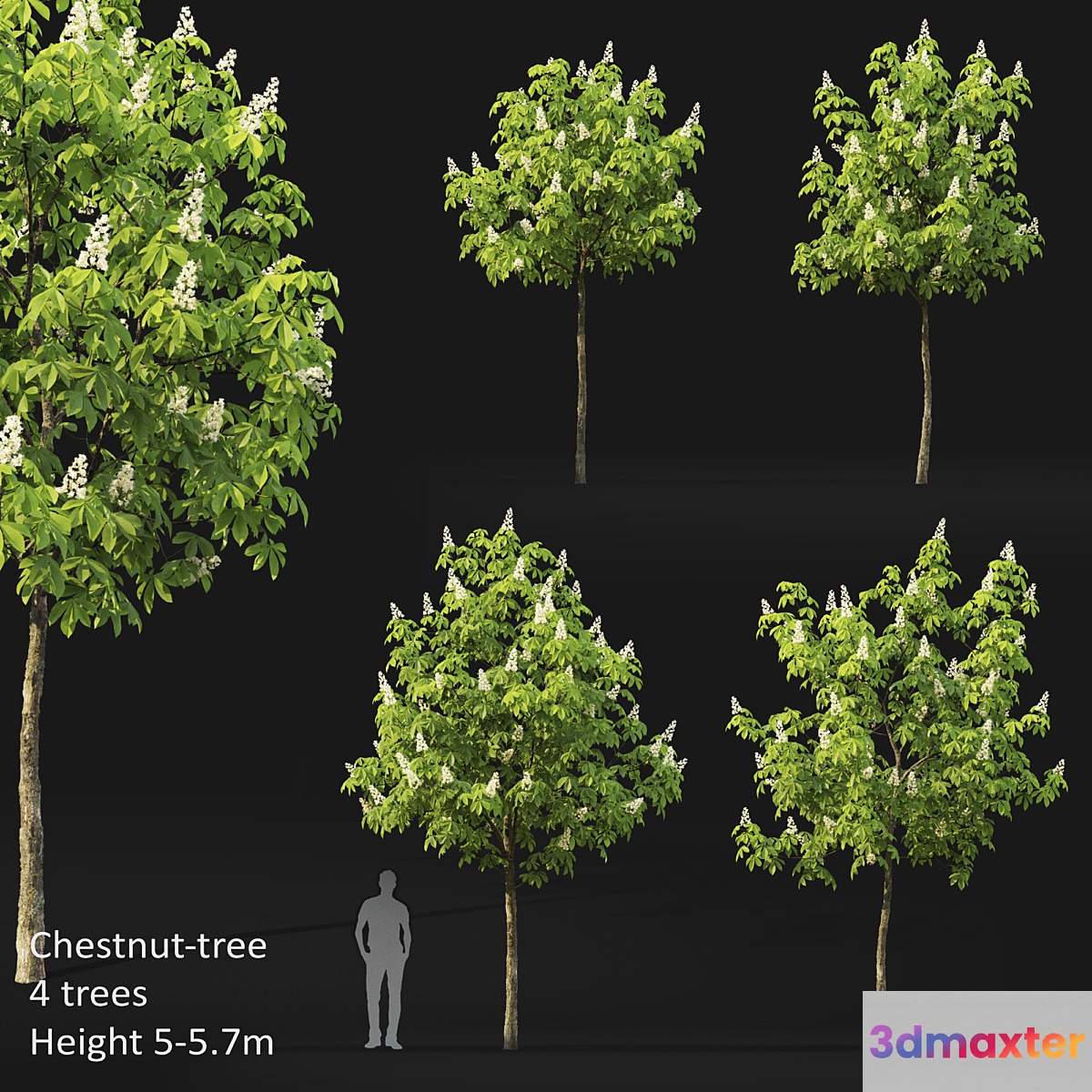 Chestnut (5-5.7m) 3D Max